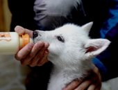 عيد ميلاد الذئب النونو.. الصين تحتفى بولادة 3 ذئاب من فصيلة القطب الشمالى..ألبوم صور 