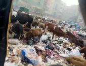 شكوى من تراكم القمامة وتواجد ماشية فى شارع أحمد عرابى بشبرا الخيمة.. والمحافظ يرد