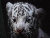 فصيلة النمور النادرة تقتل شبح الانقراض.. ولادة أربع نمور بيضاء بحديقة حيوانات هافانا
