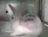 الأرانب ليست للتجارب.. حملة لمنع اختبار مستحضرات التجميل على الحيوانات.. فيديو
