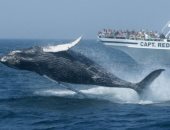 زيارة نادرة.. إيطاليون يستمتعون بحركات الحوت الرمادى على سواحل روما