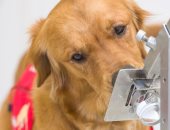 الكلاب المدربة تكتشف عدوى كورونا فى عينات المرضى.. دراسة توضح