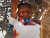 عجوز مكسيكية تتسلق الأشجار بلياقة فائقة لجنى الفاكهة وتقطيع الخشب.. فيديو وصور