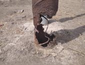 محافظة كفر الشيخ تستجيب لأهالى قرية الحدادى بتجديد أعمدة الإنارة المتهالكة