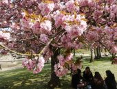 العطر الفرنسى يفوح من جديد.. زهور الربيع تنعش حدائق وشوارع باريس.. ألبوم صور