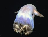 علماء يكتشفون نوعا جديدا من الأخطبوط المائى في المحيط الهادي