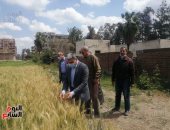 خيرات بلدنا.. انتظام استقبال شحنات القمح بالصوامع والشون.. توريد 144 ألف طن بالغربية و125 ألف طن بالمنيا و160 ألف طن بالقليوبية وبنى سويف وكفر الشيخ والوادى الجديد.. والمحافظون يوجهون بتيسير إجراءات التوريد