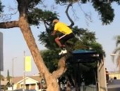  شاب أمريكى ينفذ قفزة صعبة بـ"سكوتر" بين فرعى شجرة.. فيديو وصور