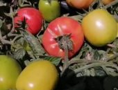 "زراعة دمياط": الرى بالتنقيط أعطى إنتاجية عالية للطماطم