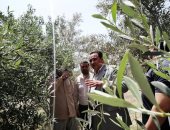 محافظة دمياط تعلن نجاح زراعات الزيتون عن طريق الرى بالتنقيط.. صور