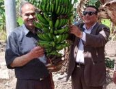 نجاح زراعات الموز بالرى بالتنقيط كأحد نظم الرى الحديث بمحافظة دمياط