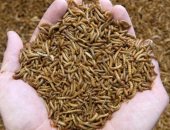 المفوضية الأوروبية تعلن الموافقة على طرح "حشرات" للاستهلاك الغذائى للبشر