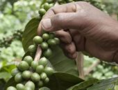 اكتشاف حبة نادرة تعيد الأمل لإحياء صناعة القهوة في سيراليون