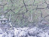  وكيل "رى كفر الشيخ": المياه ستصل "آصف" خلال يومين ردا على شكوى مزارع