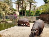 حديقة الحيوان بالجيزة تغلق أبوابها أمام الزوار لمدة أسبوعين بسبب كورونا