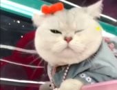 القطة "ماو ماو" الصينية عارضة محترفة تكسب 1550 دولار فى الإعلان الواحد.. صور