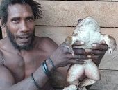 "دجاج الأدغال".. العثور على ضفدع كبير بحجم "طفل رضيع" فى جزر سليمان.. صور