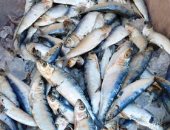 تموين الإسكندرية: ضخ أسماك طازجة ومملحة بتخفيضات 30% بمناسبة عيد الفطر