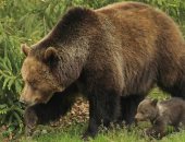 الحملة البيئية الأوروبية تتهم أمير دولة ليختنشتاين بقتل أكبر الدببة فى القارة