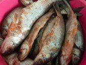 إزاى تختار فسيخ العيد.. نصائح ذهبية من أقدم محل أسماك مملحة فى السويس.. فيديو