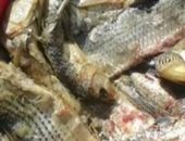 "تموين بورسعيد" يضبط فسيخ مملح غير صالح الاستهلاك الآدمى