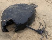 "الشيطان الأسود".. اكتشاف سمكة غريبة نافقة على شاطئ مدينة أمريكية.. صور