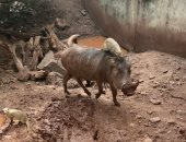 "تيمون وبومبا" يتحولان لحقيقة فى حديقة حيوان بأدغال أفريقيا .. صور