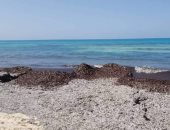 البيئة: نبات البوسيدونيا وراء شائعة تلوث شواطئ الساحل الشمالى.. صور