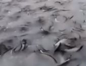 إلقاء آلاف الأسماك من الجو لإعادة الحياة فى بحيرة أمريكية.. فيديو