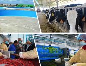 بورسعيد زراعية.. المدينة الحرة تتحول للنشاط الزراعي.. زيادة بالقمح والبنجر والقطن.. المحافظ يشكر الرئيس السيسى على تطهير بحيرة المنزلة وتوفير حياة كريمة للأهالى.. إنشاء المفرخ الأول من نوعه في مصر والشرق الأوسط