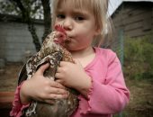 توصية طريفة من السلطات الصحية الأمريكية: "توقفوا عن تقبيل الدجاج"