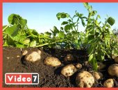 موسم حصاد الأكلة الشعبية الأولى عالميا.. البطاطس بتطلع من الأرض شايله الخير