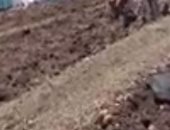 خير بلدنا.. فرحة الفلاحين بحصاد محصول البطاطس فى المنوفية.. العمال: موسم خير واليومية من 120 إلى 150 جنيهًا.. مدير زراعة منوف: زرعنا 42 ألف فدان هذا العام.. ومتوسط الإنتاج من 11 إلى 12 طنًا للفدان.. فيديو 