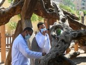 مشروع تطوير شجرة مريم والمنطقة المحيطة بها أحد نقاط مسار العائلة المقدسة..فيديو