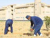 ماذا يزرع السجناء خلف أسوار السجون؟.. فيديو