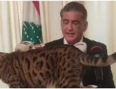 قطة تقتحم مؤتمرا صحفيا لسياسى لبنانى.. شاهد ماذا فعل.. فيديو