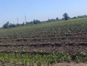 شاهد أكبر مزرعة لإنتاج لب البطيخ فى الشرقية ..لايف
