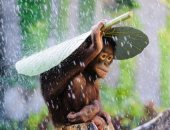 شمس ومطر.. طرق مبتكرة للحيوانات البرية للحماية من التقلبات الجوية..ألبوم صور