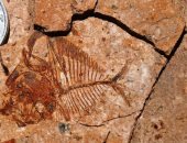 جامعة المنصورة تكتشف حفرية لسمكة عمرها 56 مليون سنة بصحراء مصر الشرقية