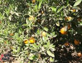 البرتقال الصيفى يزين أشجار وجناين تفهنا العزب فى الغربية.. صور وفيديو