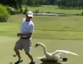 بجعة ضخمة تهاجم لاعب جولف خلال جولة ترفيهية فى جنوب جورجيا.. اعرف السبب