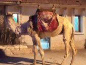 مجلس مدينة العريش يقرر حظر تواجد الجمال والخيول على الشاطئ