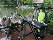فتاة تعزف على البيانو للترفيه عن الحيوانات في حديقة تايلاندية.. صور