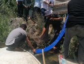 نصف مليون ذريعة سمكية لفرع النيل بقرية الطويلة فى شربين لتنمية الثروة السمكية