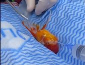 فيديو عملية جراحية لسمكة ذهبية بأستراليا لإزالة ورم يحظى بملايين المشاهدات
