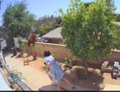فتاة أمريكية تتصرف بشجاعة لإنقاذ كلابها من هجوم دب برى على منزلها.. فيديو
