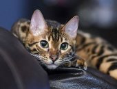 العالم هذا الصباح.. سقوط طائرة داخل فوهة بركان خلال تصوير حمم النيران.. وتعرف على أغلى سلالات القطط الأليفة فى العالم.. تقنيات الميكنة الزراعية فى حصاد القمح الصينى.. صور وفيديو