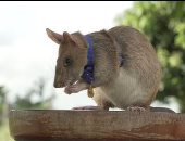 تكريم "فأر" اكتشف 71 لغما وأنقذ حياة البشرية.. فيديو وصور