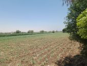 عشق الزراعة.. قرى المنيا تنتج بطاطس ونباتات عطرية وتصدرها للخارج (لايف وصور)