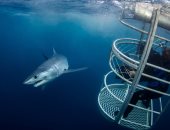 القفز بالمظلات والغوص مع أسماك القرش.. أفضل 5 أماكن لقضاء الإجازة حول العالم